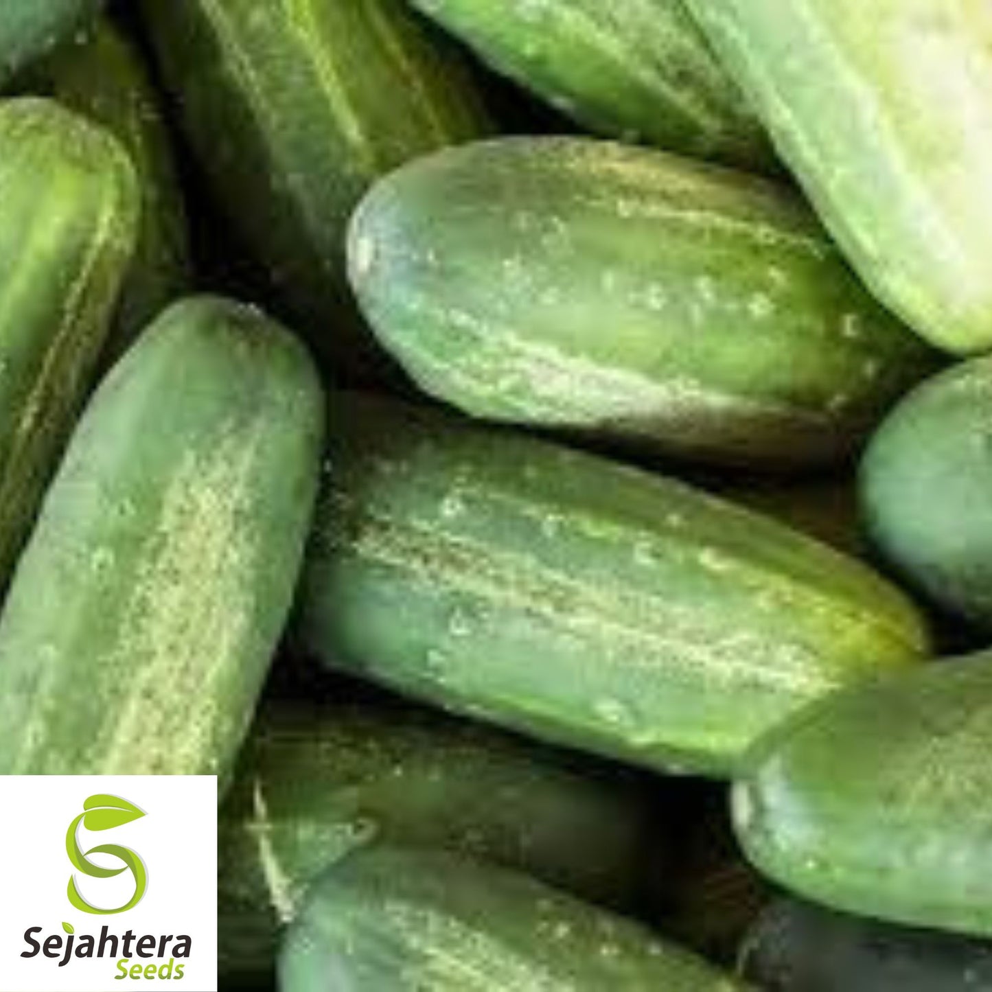 Carolina Cucumber Seeds - 100+ Heirloom, Organic, Non-GMO & High-Yield