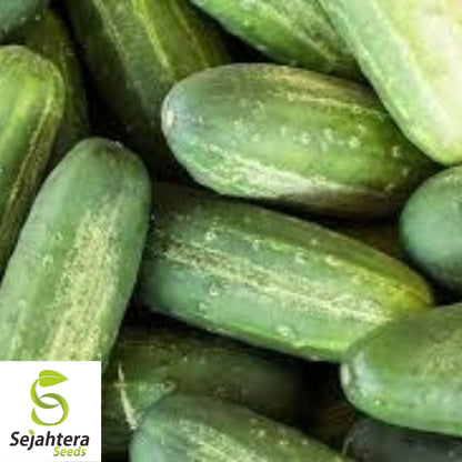 Carolina Cucumber Seeds - 100+ Heirloom, Organic, Non-GMO & High-Yield