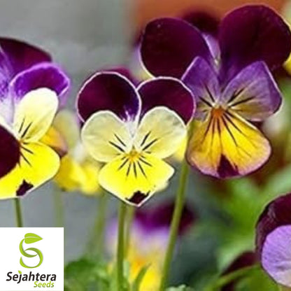 Johnny Jump Up Viola Seeds 300+ | Violet Cornuta Tricolor Flower Garden USA