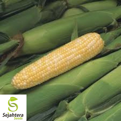 Peaches and Cream Sweet Corn Seeds - 120+ Heirloom, Organic, Non-GMO & Fresh