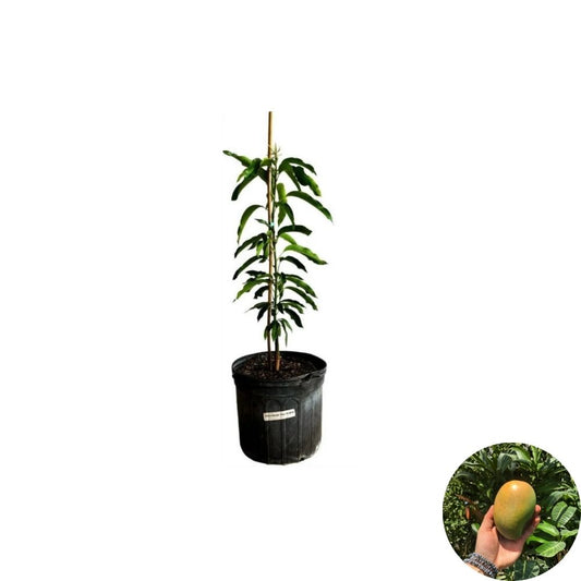 Cac Mango Tree – Mangifera indica Grafted Live Tree | 2–4 Feet Tall | Premium Vietnamese Variety  Ultra Sweet with Bright Acidity | Vigorous Grower | Ships to All States
