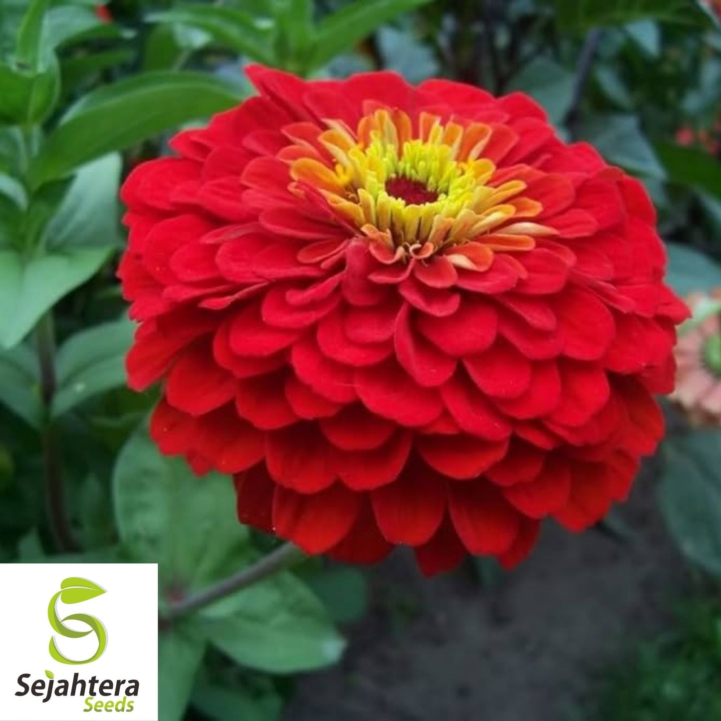 Cherry Queen Zinnia Seeds 150+ | Red Elegans Flower for Gardens USA