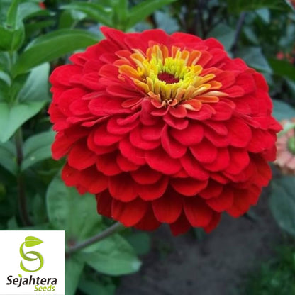 Cherry Queen Zinnia Seeds 150+ | Red Elegans Flower for Gardens USA