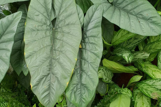 Alocasia heterophylla 'Corazon' 6" Pot - Rare Silver-Green Tropical Plant with Metallic Leaves for Indoor Growers