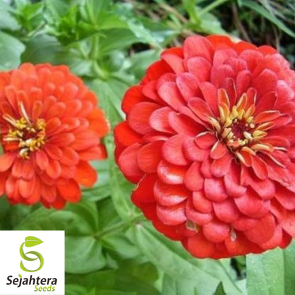Cherry Queen Zinnia Seeds 150+ | Red Elegans Flower for Gardens USA