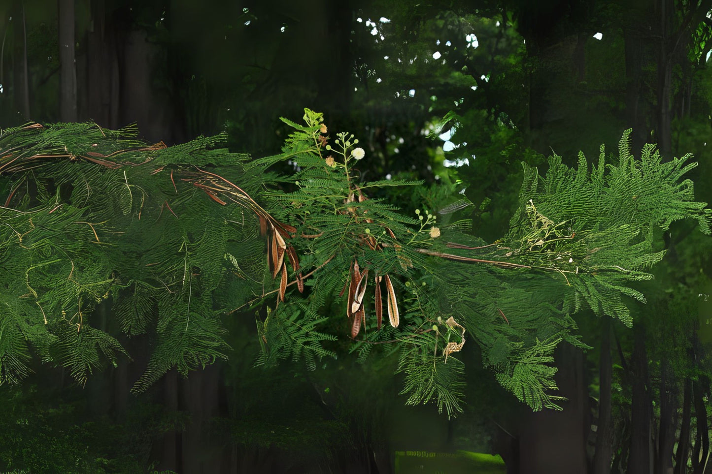 Haole Koa Jumbay Leadtree White Popinac (Leucaena leucocephala)