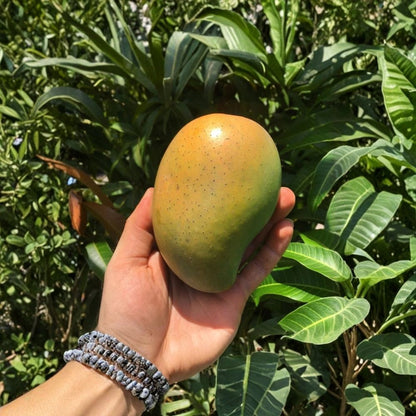 Cac Mango Tree – Mangifera indica Grafted Live Tree | 2–4 Feet Tall | Premium Vietnamese Variety  Ultra Sweet with Bright Acidity | Vigorous Grower | Ships to All States