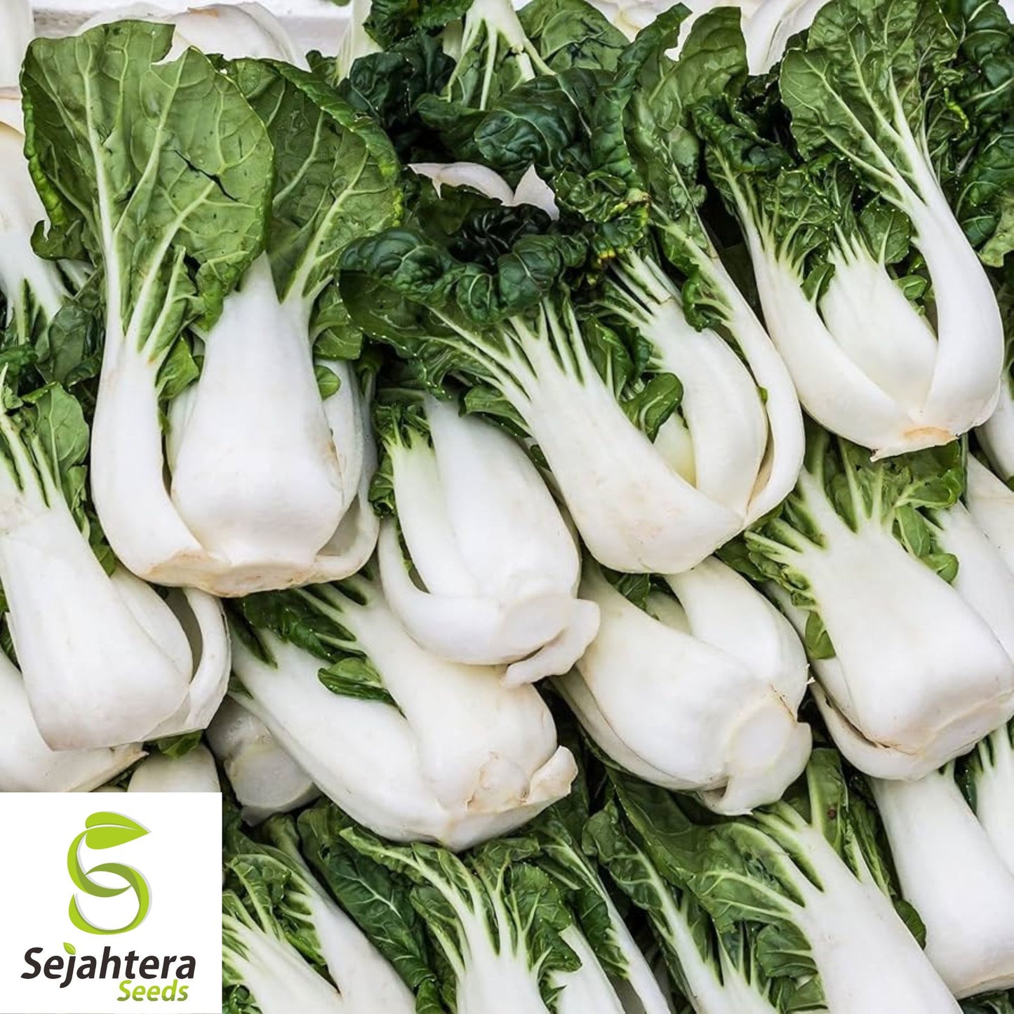 Pak Choi Dwarf White Stem Seeds - 1000+ Heirloom, Organic, Non-GMO & Fresh