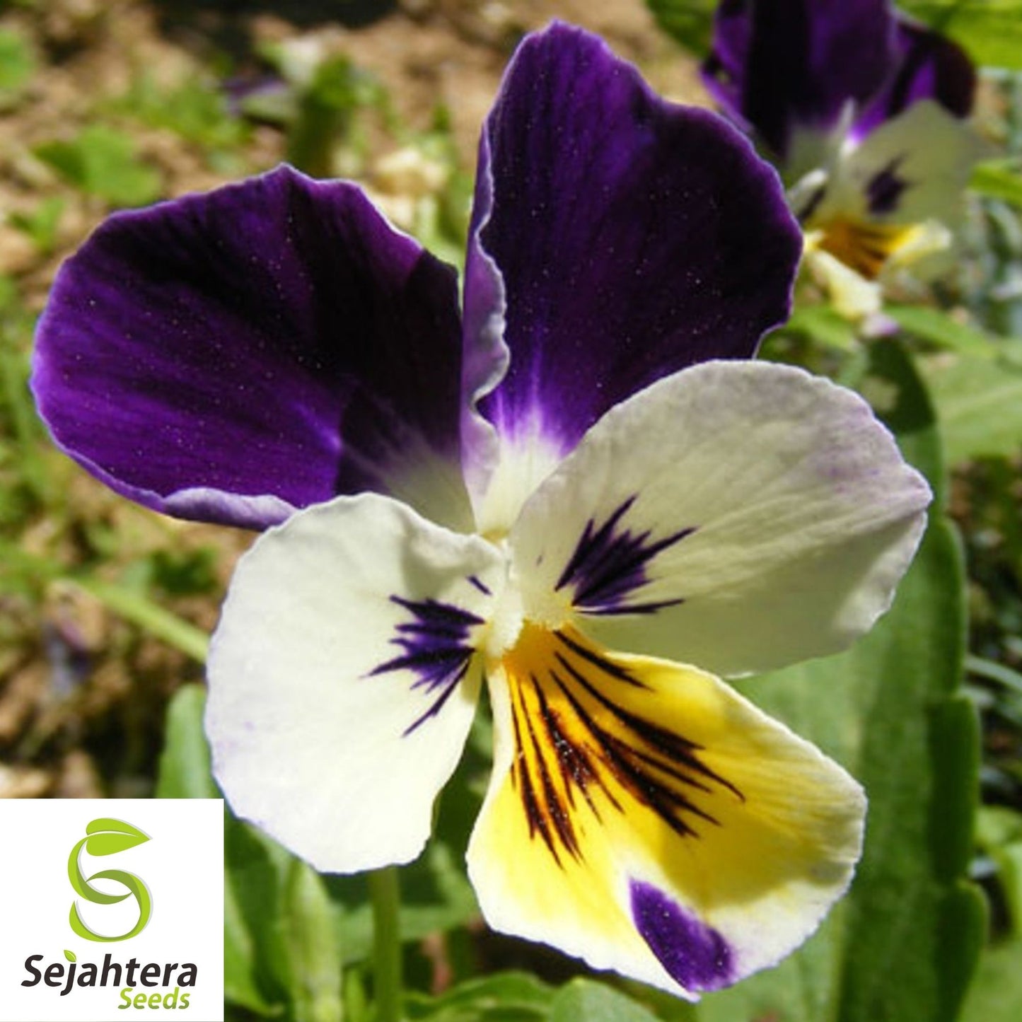 Johnny Jump Up Viola Seeds 300+ | Violet Cornuta Tricolor Flower Garden USA