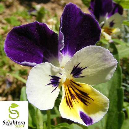 Johnny Jump Up Viola Seeds 300+ | Violet Cornuta Tricolor Flower Garden USA