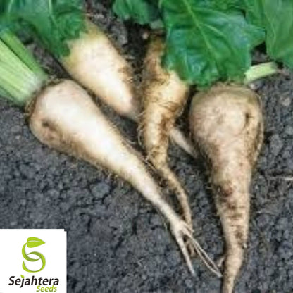 Sugar Beet Seeds 100 Ct | Heirloom Vegetable Garden NON-GMO USA