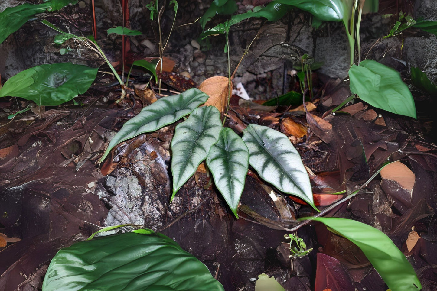 Alocasia Reversa Plant in 6" Pot - Dark Veining on Light Leaves - Alocasia reversa - Ideal Houseplant for Home Decor