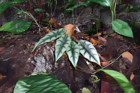 Alocasia Reversa Plant in 6" Pot - Dark Veining on Light Leaves - Alocasia reversa - Ideal Houseplant for Home Decor