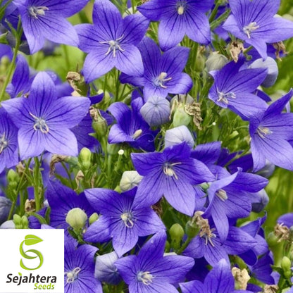 Balloon Flower Toraji Seeds {Platycodon grandiflorus} 50+ Seeds