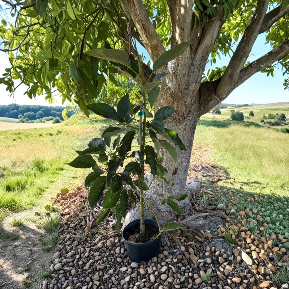 Grafted “Monroe” Avocado Tree – Persea americana  West Indian × Guatemalan Hybrid | Type B Flowering USDA Zones 9B+ • Moderate Cold Tolerance