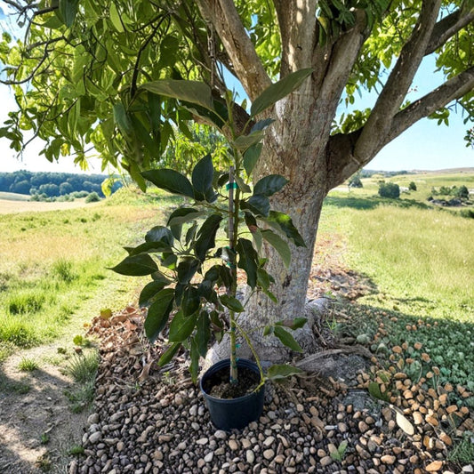 Grafted “Monroe” Avocado Tree – Persea americana  West Indian × Guatemalan Hybrid | Type B Flowering USDA Zones 9B+ • Moderate Cold Tolerance