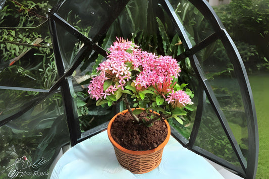 Dwarf Ixora Pink Live Plant 1 Gal | Compact Evergreen Shrub | Ixora chinensis | Ideal for Small Gardens & Tropical Landscaping