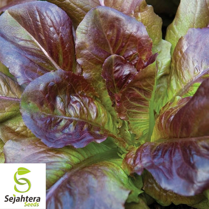 1000 Cimmaron Lettuce Seeds - Non-GMO, Heirloom Red Romaine Variety