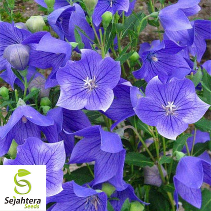 Balloon Flower Toraji Seeds {Platycodon grandiflorus} 50+ Seeds