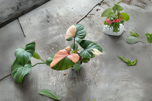 Homalomena Rubescens Variegated Plant in 6" Pot | Low Maintenance Houseplant | Unique Indoor Foliage Plant