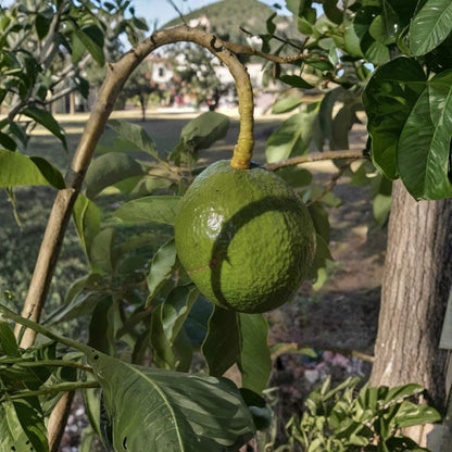 Grafted “Monroe” Avocado Tree – Persea americana  West Indian × Guatemalan Hybrid | Type B Flowering USDA Zones 9B+ • Moderate Cold Tolerance