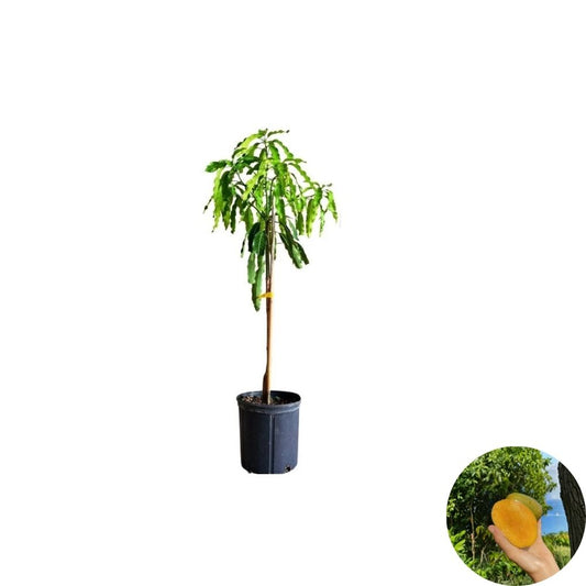Julie Dwarf (Juliette) Mango Tree – Mangifera indica Grafted Live Tree | 2–4 Feet Tall | Compact Caribbean Variety  Rich & Creamy Flavor | Patio Friendly | Ships to All States
