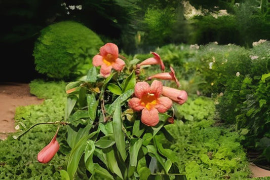 Tangerine Beauty Crossvine Seeds, 10 Count, Bignonia Capreolata, Tropical Trumpet Flower, Hardy Vine for Gardens
