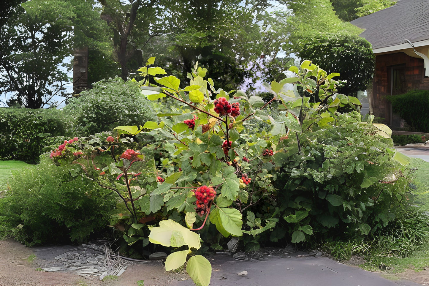 Fragrant Sumac (Rhus aromatica)