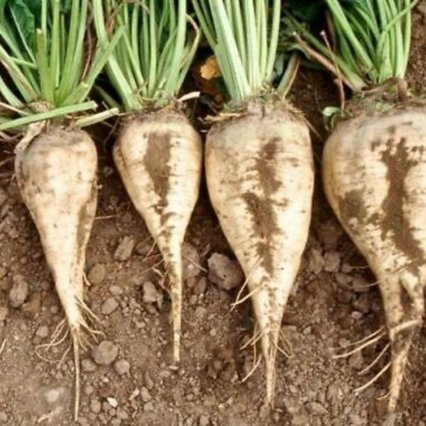 Sugar Beet Seeds 100 Ct | Heirloom Vegetable Garden NON-GMO USA