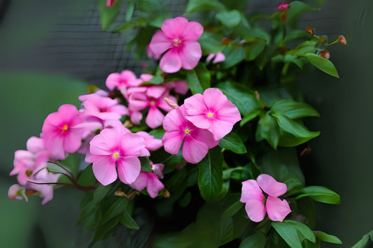 Bright Pink Vinca Plant - 5" Potted Madagascar Periwinkle - Catharanthus roseus - Indoor & Garden Decor