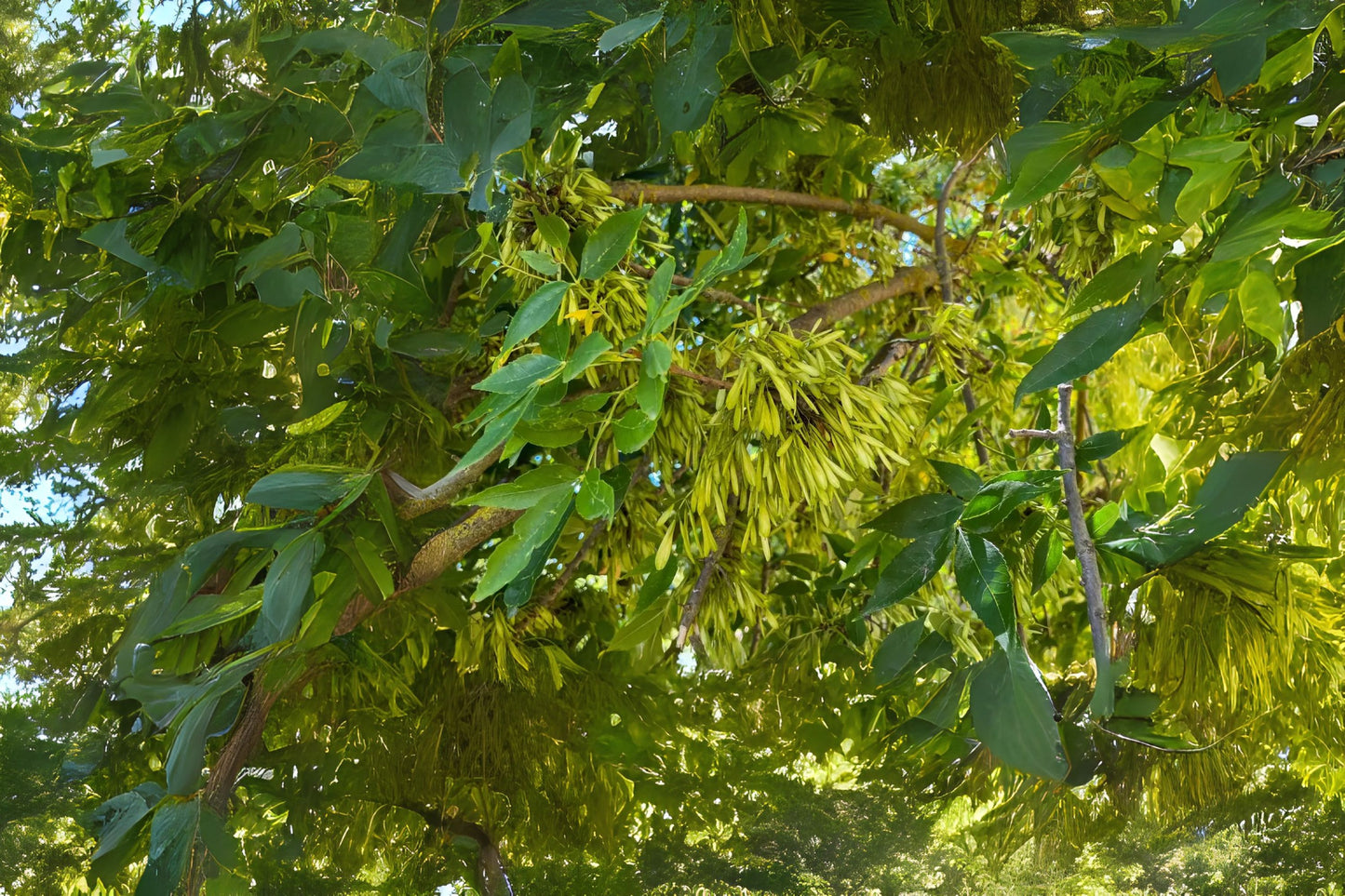 Evergreen Mexican Shamel Tropical Ash (Fraxinus uhdei)