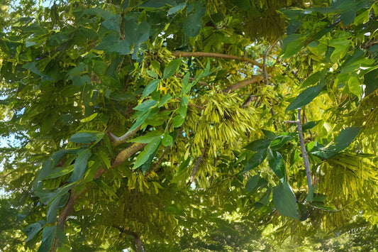 Evergreen Mexican Shamel Tropical Ash (Fraxinus uhdei)