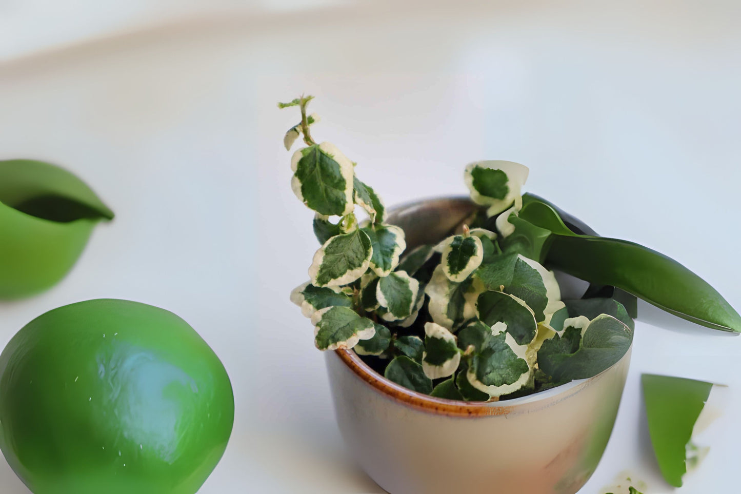 Ficus Pumila Minima 6in - Miniature Creeping Fig Houseplant, Small Leaf Evergreen Climbing Ivy, Indoor/Outdoor Greenery