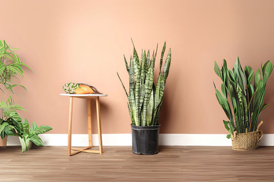 Snake Plant in 4 Inch Pot, Sansevieria Zeylanica, Easy Care Air Purifying Tropical Plant