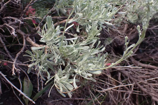 Great Mountain Sagebrush Big (Artemisia tridentata ssp. Vaseyana)