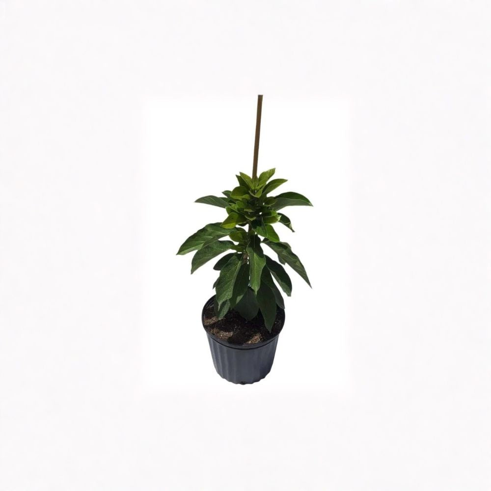 Thomson Red Avocado Tree – Persea americana Grafted Live Tree | 2–3 Feet Tall  Striking Red Fruit | Early Bearing | Premium Home Landscape Avocado