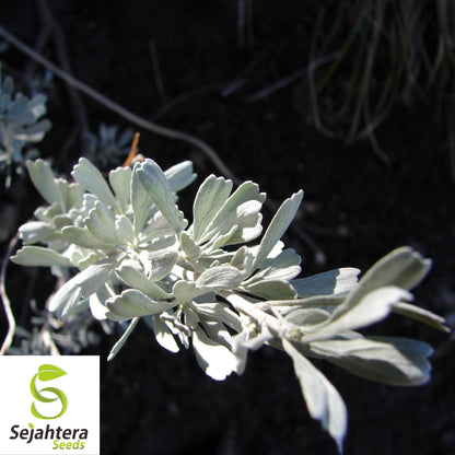 220 Smudging Sage Seeds {Artemisia tridentata Vaseyana} Big Mtn. White Sage