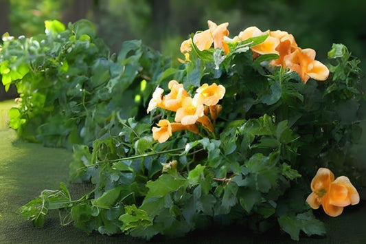 Yellow Trumpet Creeper (Campsis radicans 'Flava')