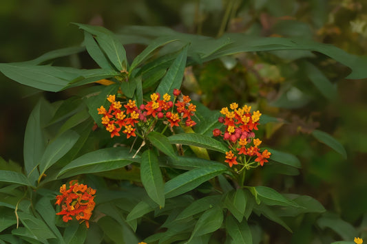 Tropical Milkweed Seeds - 10 Pack - Asclepias curassavica - Mexican Butterfly Weed - Attracts Butterflies, Easy to Grow