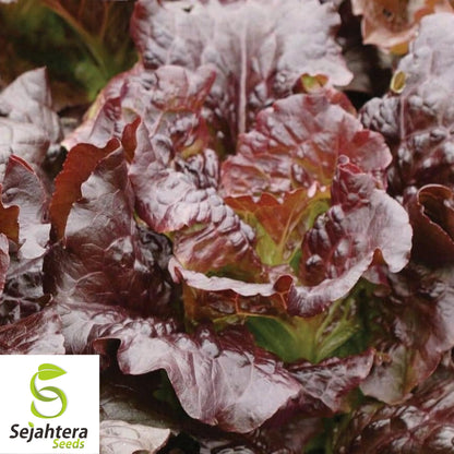 1000 Cimmaron Lettuce Seeds - Non-GMO, Heirloom Red Romaine Variety