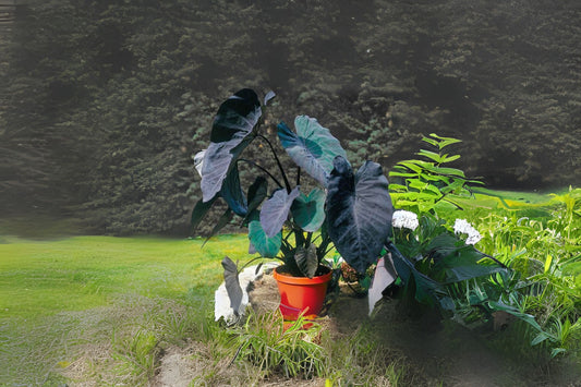 Colocasia ‘Black Magic’ Live Plant - Dark Elephant Ear with Black Foliage - Colocasia esculenta