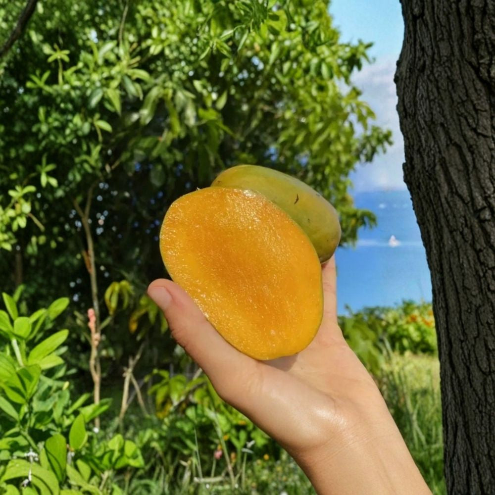 Julie Dwarf (Juliette) Mango Tree – Mangifera indica Grafted Live Tree | 2–4 Feet Tall | Compact Caribbean Variety  Rich & Creamy Flavor | Patio Friendly | Ships to All States