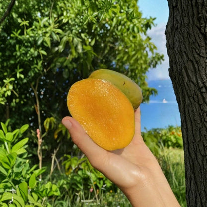 Julie Dwarf (Juliette) Mango Tree – Mangifera indica Grafted Live Tree | 2–4 Feet Tall | Compact Caribbean Variety  Rich & Creamy Flavor | Patio Friendly | Ships to All States
