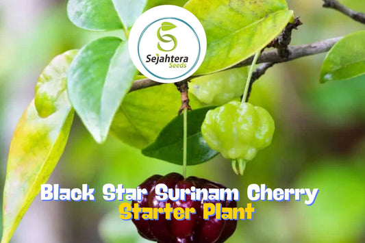 7" Black Star Surinam Cherry (Eugenia Uniflora Var) – Rare Edible Fruit Seedling