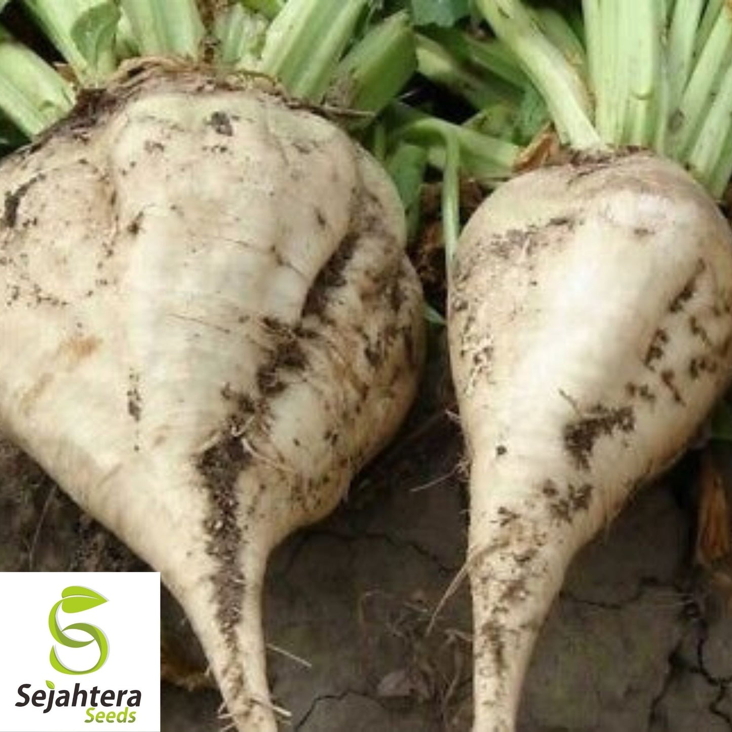 Sugar Beet Seeds 100 Ct | Heirloom Vegetable Garden NON-GMO USA