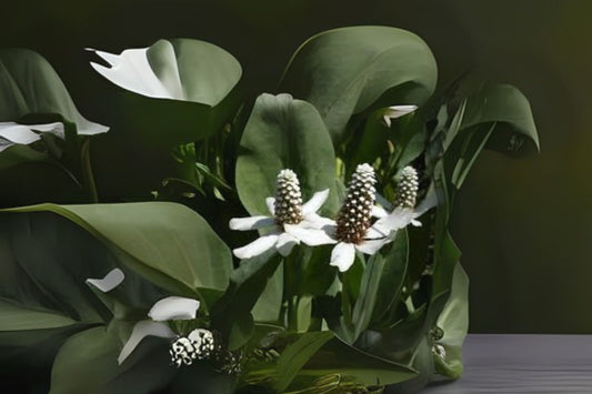 Yerba Mansa Plant - Loose Root - Anemopsis Californica - Water or Soil Grown - Ideal for Wetlands - Free Shipping Over $35