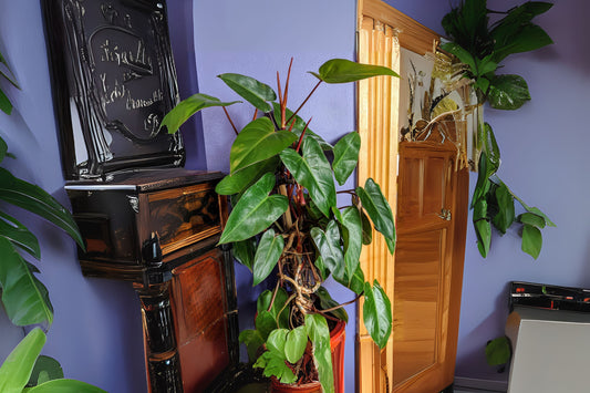 Philodendron Plant 8" Pot Red Emerald Philodendron erubescens | Healthy Houseplant for Home Decor | Easy Care Indoor Plant