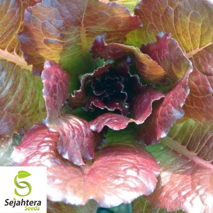 1000 Cimmaron Lettuce Seeds - Non-GMO, Heirloom Red Romaine Variety