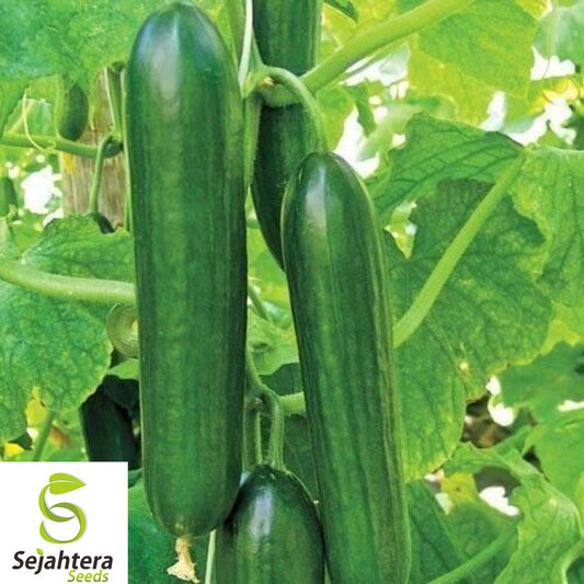 10+ Ashley Long Cucumber Seeds - Heirloom, Organic, Non-GMO, Crisp & High-Yield