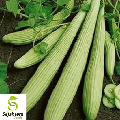 Painted Serpent Cucumber Seeds - 25+ Organic, Heirloom, Non-GMO & Rare